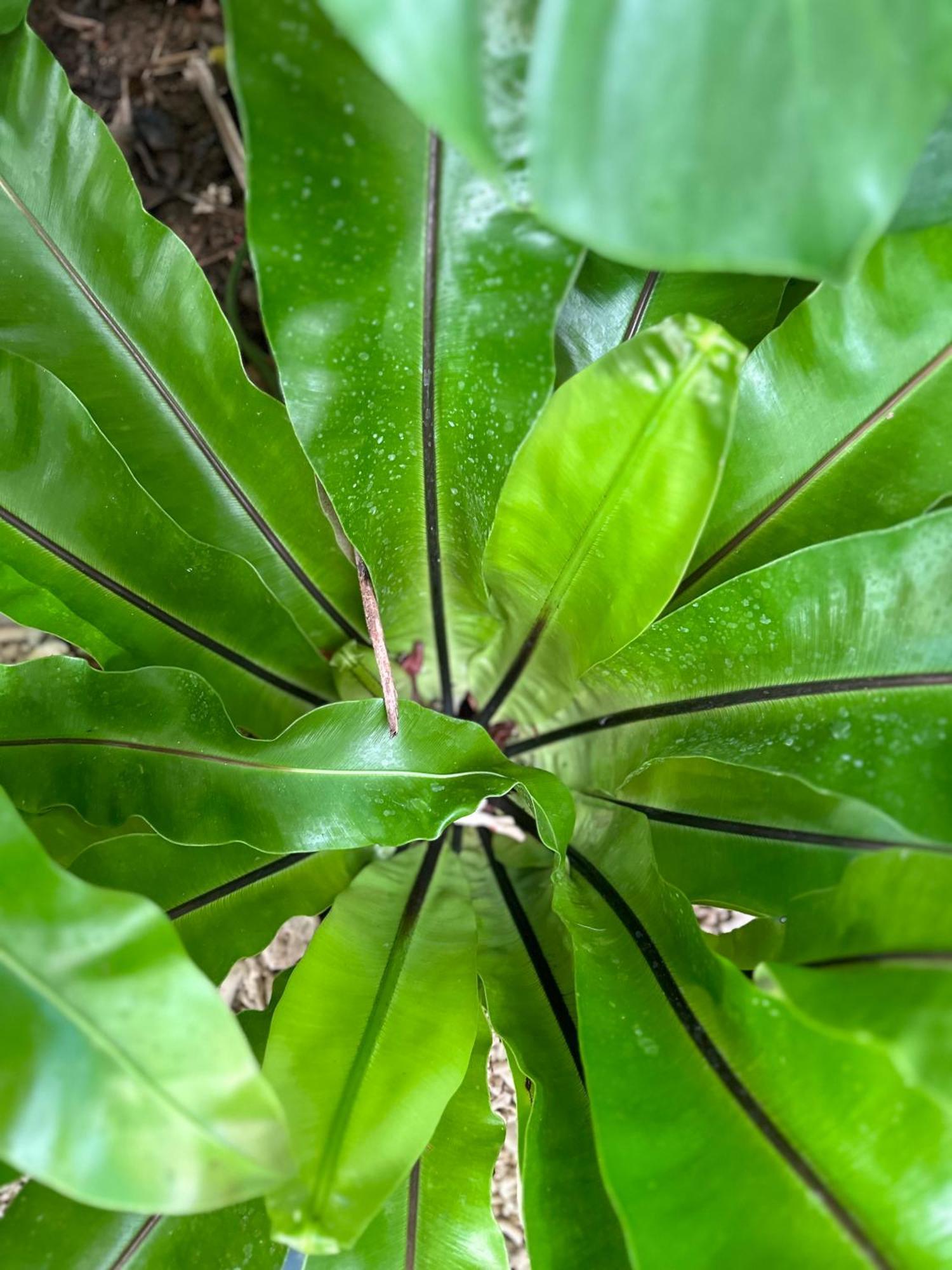Palmcalina - Phuqui Beach House Cu Lao Thu Eksteriør bilde