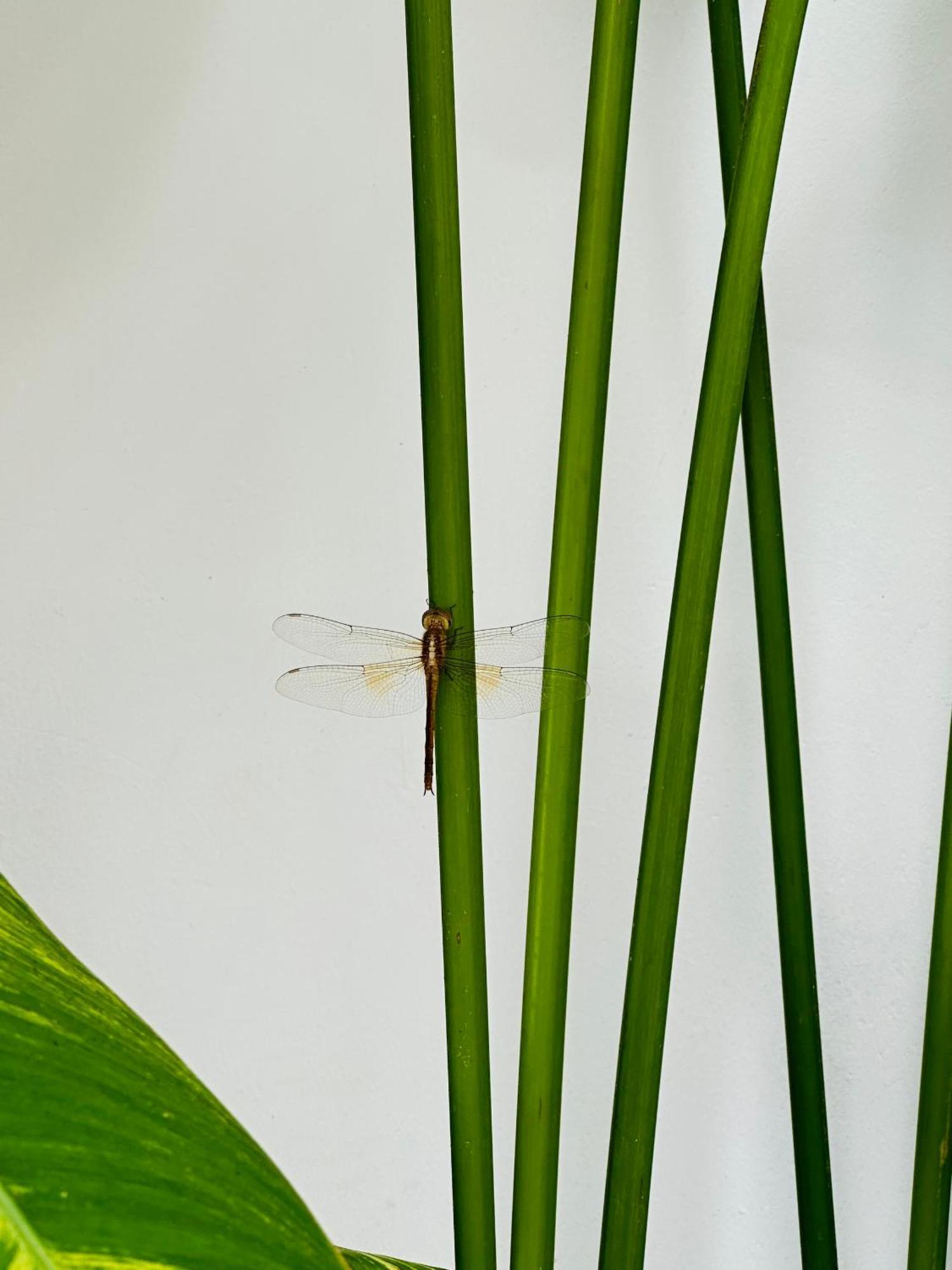 Palmcalina - Phuqui Beach House Cu Lao Thu Eksteriør bilde